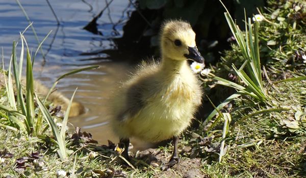Duckling